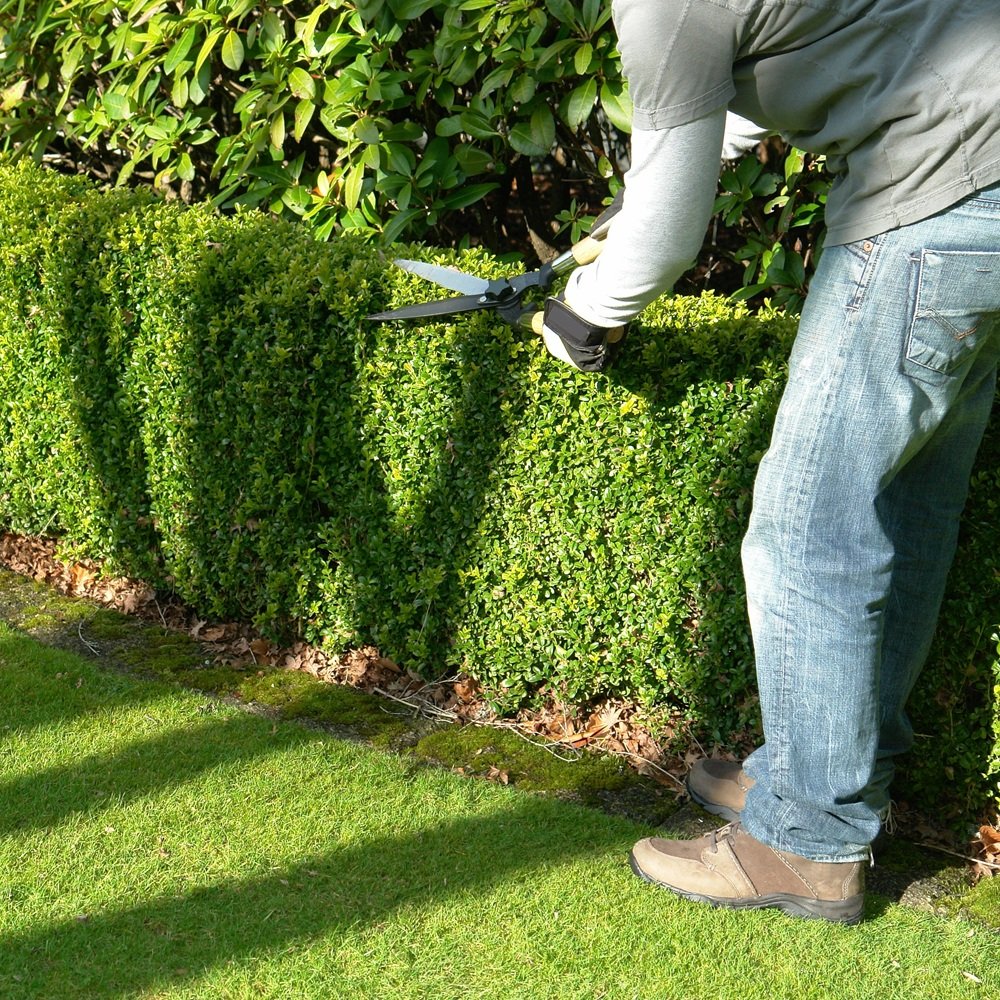 Landscape technician treating stressed shrubs along a residential front walkway in Dallas
