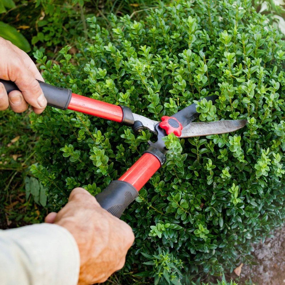Experienced shrub care specialist inspecting leaf damage and branch health closely